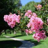 Sioux Crape Myrtle Tree