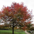 Scarlet Oak