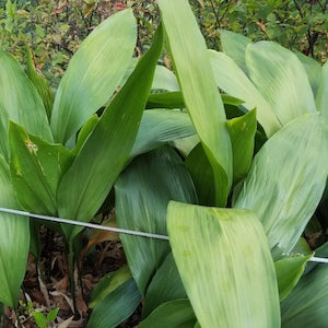 Cast Iron Plant