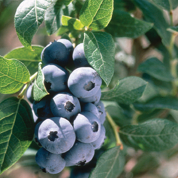 Chandler Blueberry Bush