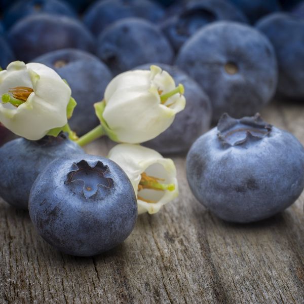 Bluejay Highbush Blueberry Bush