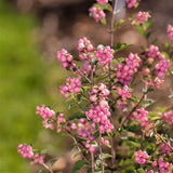 Candy Coralberry