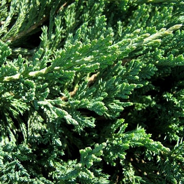 Wisconsin Juniper