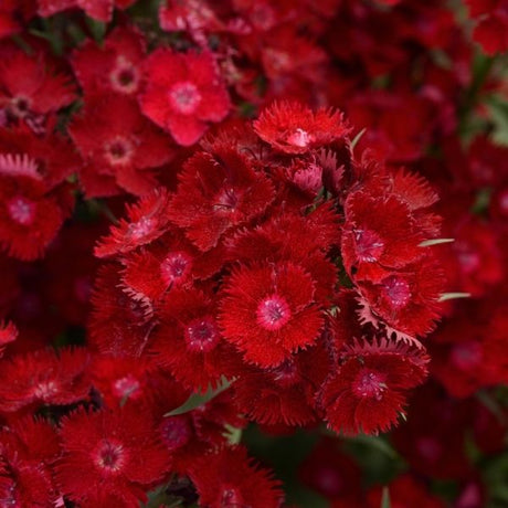 Rockin'&trade; Red Dianthus