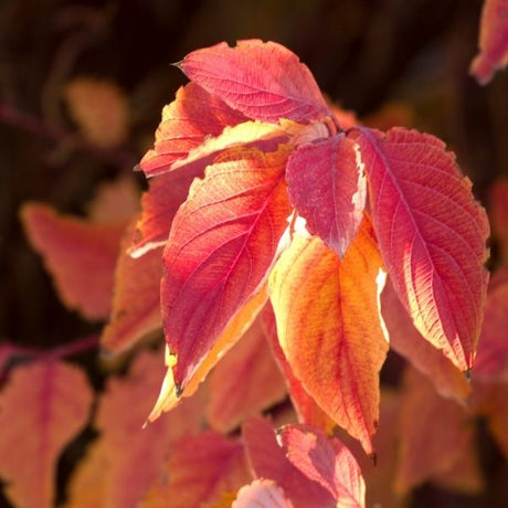 Audubon&reg; Native Red Twig Dogwood