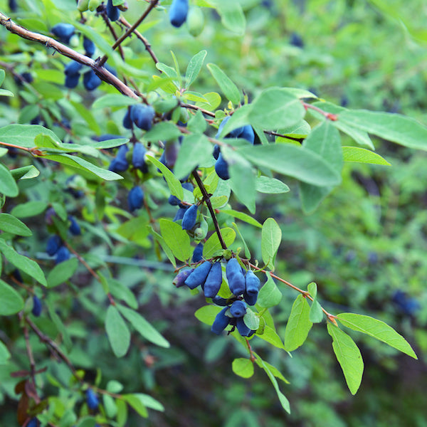 Honeybee&trade; Honeyberry Bush