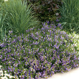 Scaevola Whirlwind Blue Fan Flower