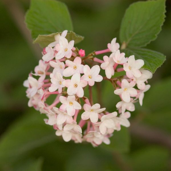 Fragrant Viburnum