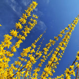 Gold Cluster Forsythia