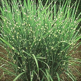 Porcupine Grass