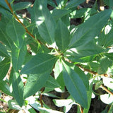 Western Sand Cherry Bush