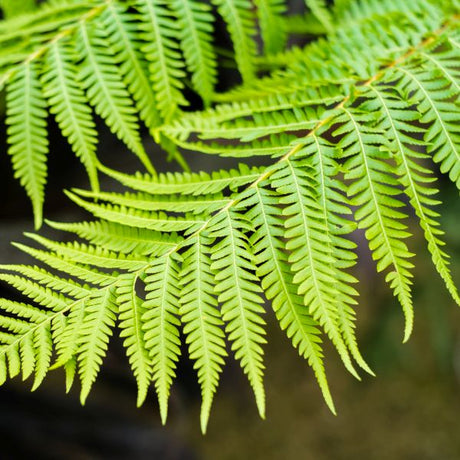 Brentwood Australian Tree Fern