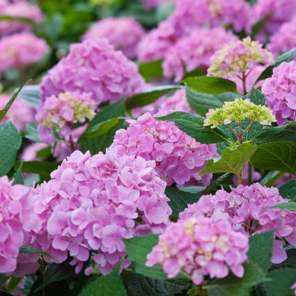 Proven Winners&reg; Color Choice&reg; Let's Dance&reg; Moonlight Hydrangea