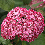 Invincibelle&reg; Spirit II Hydrangea