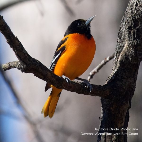 Audubon&reg; Native Steeplebush