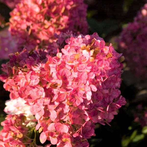 First Editions&reg; Vanilla Strawberry&trade; Hydrangea Tree Form