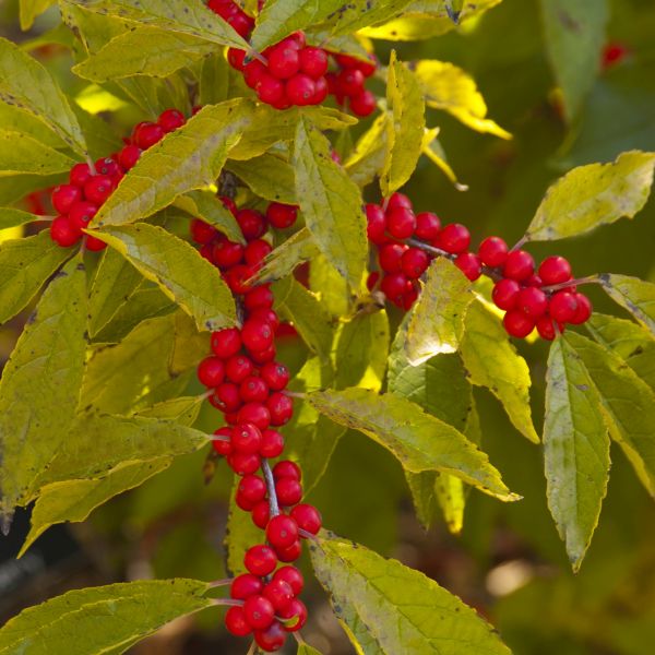 Winter Red Holly