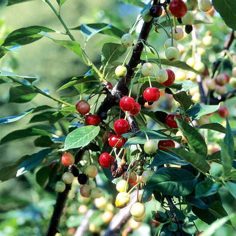 North Star Cherry Tree