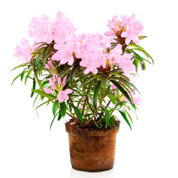 Vernus Rhododendron