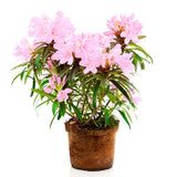 Vernus Rhododendron