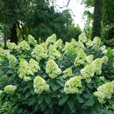 Limelight Prime&reg; Panicle Hydrangea