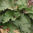 Chipmans Canada Red Rhubarb Plant