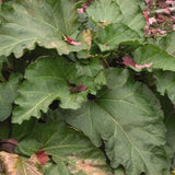 Chipmans Canada Red Rhubarb Plant