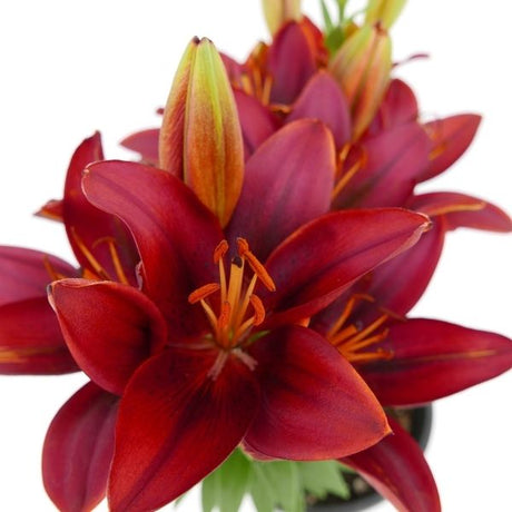 Red Asiatic Lily