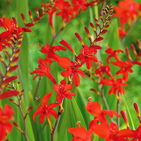 Lucifer Crocosmia