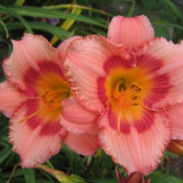 Strawberry Candy Daylily