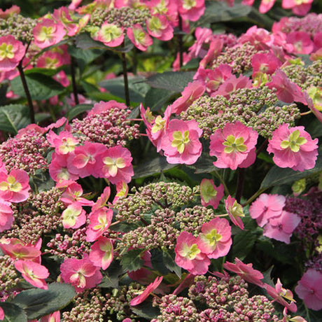 Tuff Stuff&trade; Reblooming Mountain Hydrangea