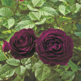 Twilight Zone&trade; Rose