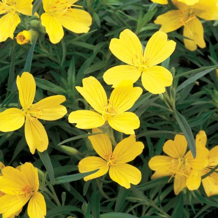 Lemon Drop Evening Primrose