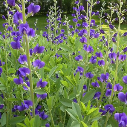 Blue False Indigo