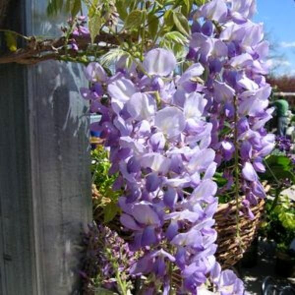 TWO- #1 Gallon Potted hotsell Staked Lavender Falls Wisteria Vine PP19655