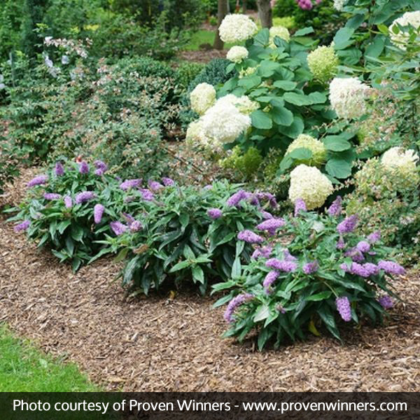 Proven Winners&reg; Color Choice&reg; Pugster&reg; Amethyst Butterfly Bush