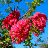 Pink Crape Myrtle Shrub