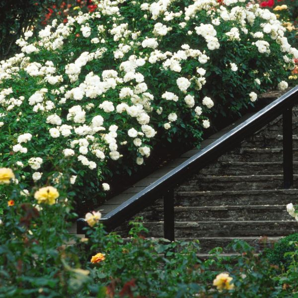 Iceberg Rose Tree