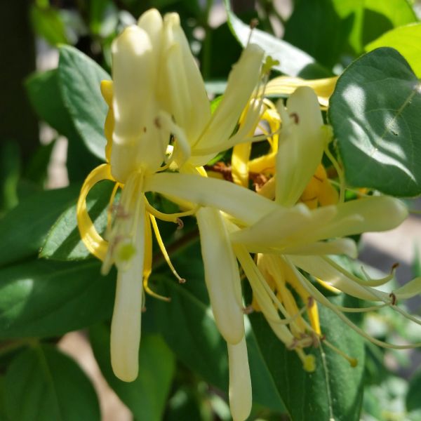 Hall's Japanese Honeysuckle