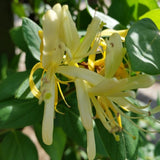 Hall's Japanese Honeysuckle