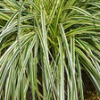 Feather Falls&trade; Sedge