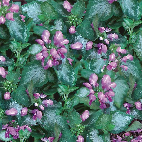 Lamium Orchid Frost