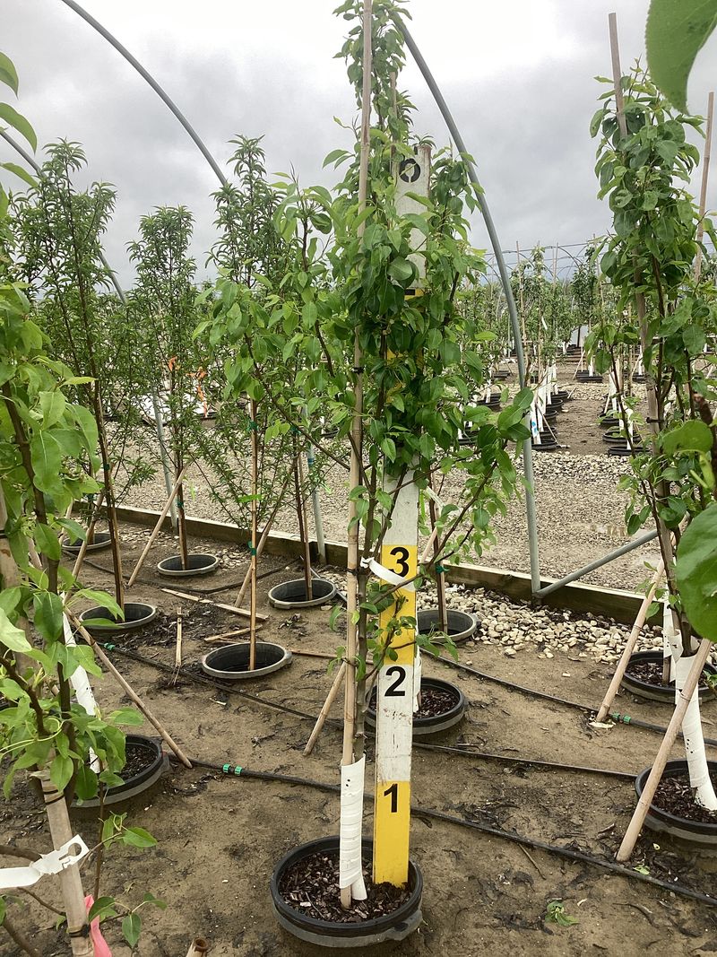 Harrow Sweet European Pear Tree
