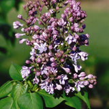 Wonderblue Lilac