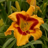 Rainbow Rhythm&reg; Tiger Swirl Daylily