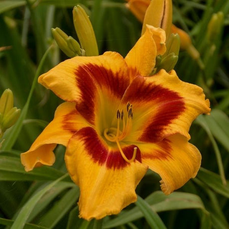 Rainbow Rhythm&reg; Tiger Swirl Daylily