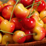 Rainier Cherry Tree