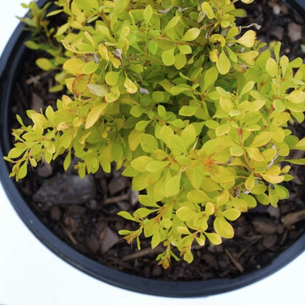 Sunjoy&reg; Citrus Barberry