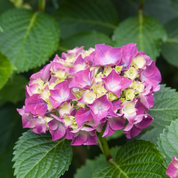 Glowing Embers Bigleaf Hydrangea 