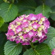 Glowing Embers Hydrangea